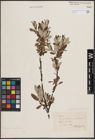 Foto von Salix foetida Schleich. ex DC. x Salix helvetica Vill.